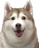 FatHusky